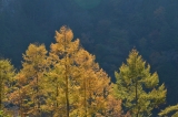 森の詩20121103